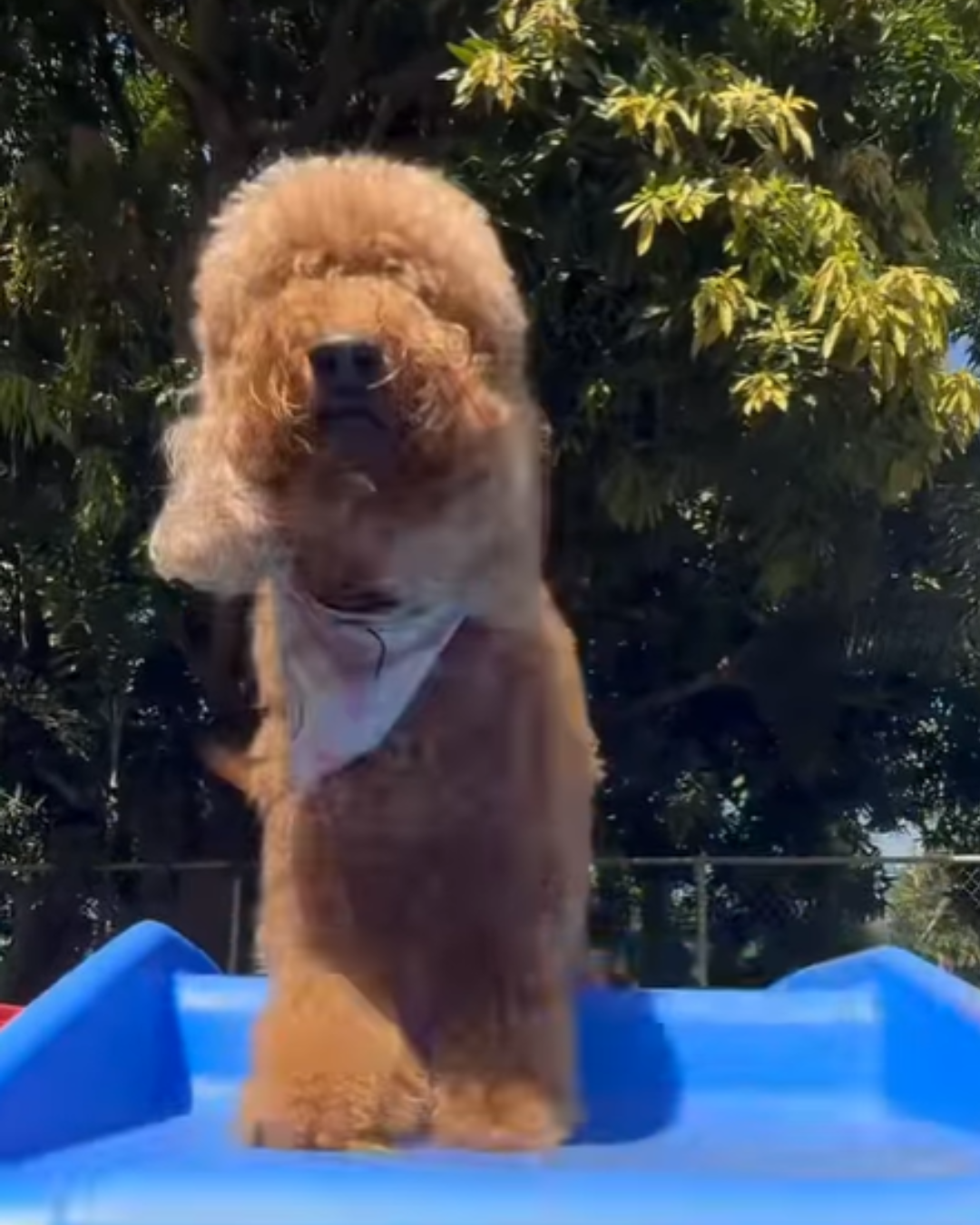 I Love Dogs